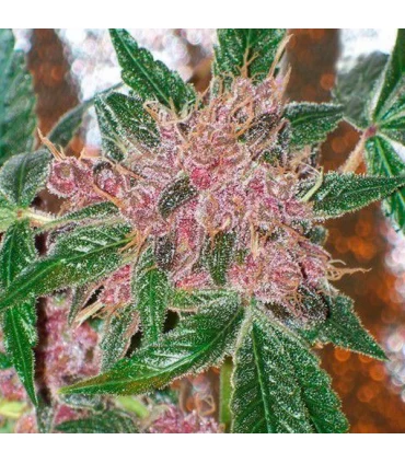 Cherries Jubilee - The Cali Connection