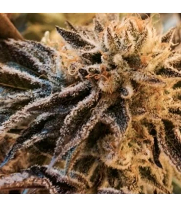Corleone Kush - The Cali Connection
