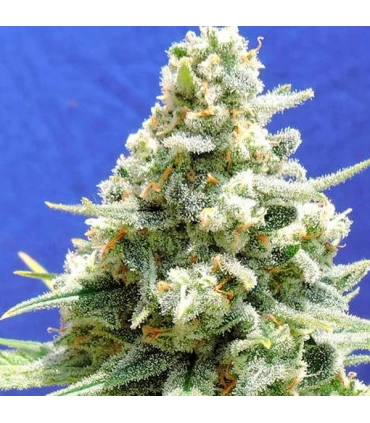 Amnesia Lemon Kush - Original Sensible.