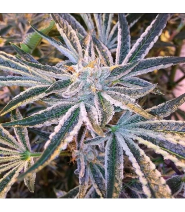 Fruit Tree - The Cali Connection