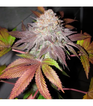 Fruit Cup - The Cali Connection