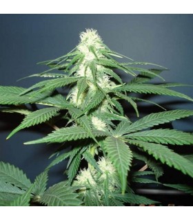 Master Kush 10 u. reg. Nirvana
