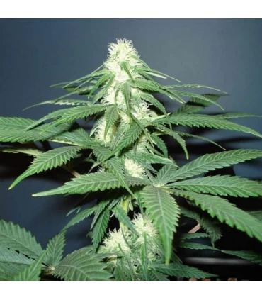 Master Kush 10 u. reg. Nirvana