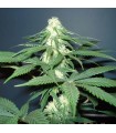 Master Kush 10 u. reg. Nirvana