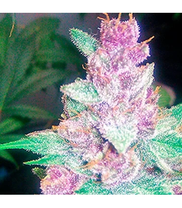 Grape Kush - The Cali Connection