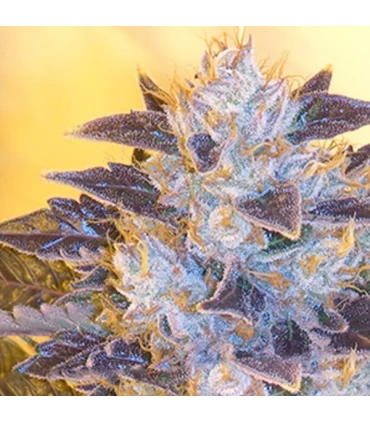 Grape OG - The Cali Connection