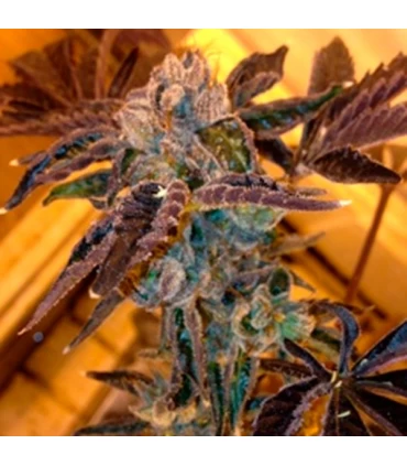 LA Cookies - The Cali Connection