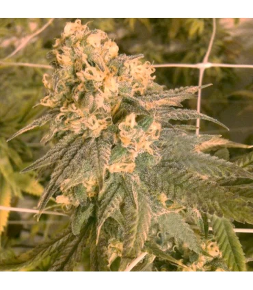 Mint Milano - The Cali Connection