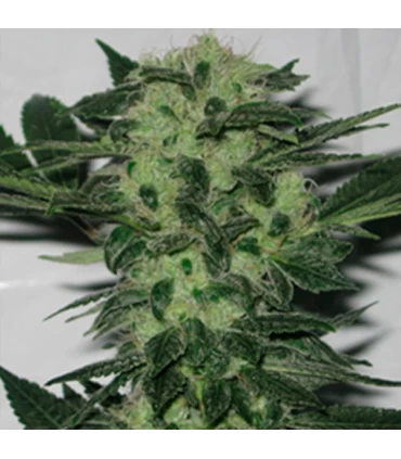 Original Sour Diesel - The Cali Connection