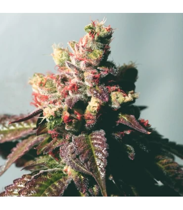 Passion Berry - The Cali Connection