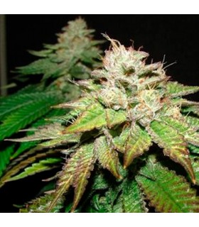 Pre-98 Bubba BX2 10 u. Reg. The Cali Connection