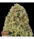 Auto Fast & Vast 10 u. fem. Heavyweight Seeds