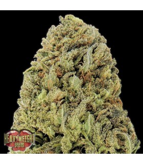 Auto Fast & Vast 10 u. fem. Heavyweight Seeds