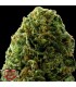Auto Massive Midget  3 u. fem. Heavyweight Seeds