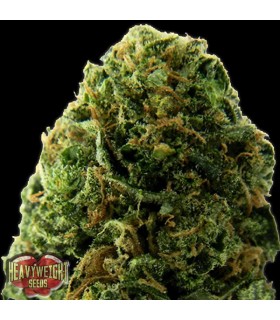 Auto Massive Midget  3 u. fem. Heavyweight Seeds