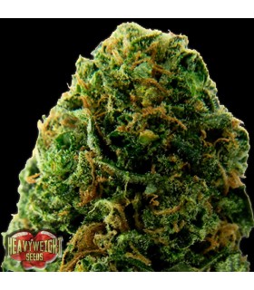 Auto Massive Midget  5 u. fem. Heavyweight Seeds