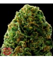 Auto Massive Midget  5 u. fem. Heavyweight Seeds