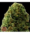 Auto Massive Midget 10 u. fem. Heavyweight Seeds