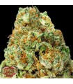 Auto Turbo Bud  3 u. fem. Heavyweight Seeds