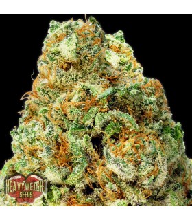 Auto Turbo Bud 10 u. fem. Heavyweight Seeds