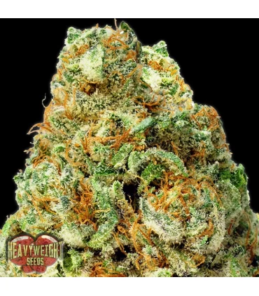 Auto Turbo Bud 10 u. fem. Heavyweight Seeds