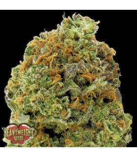 Auto Wipeout Express  3 u. fem. Heavyweight Seeds