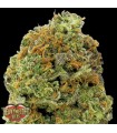 Auto Wipeout Express  5 u. fem. Heavyweight Seeds