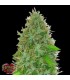 Auto 2 Fast 2 Vast  3 u. fem. Heavyweight Seeds