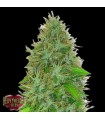 Auto 2 Fast 2 Vast  3 u. fem. Heavyweight Seeds