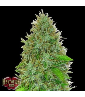 Auto 2 Fast 2 Vast  5 u. fem. Heavyweight Seeds