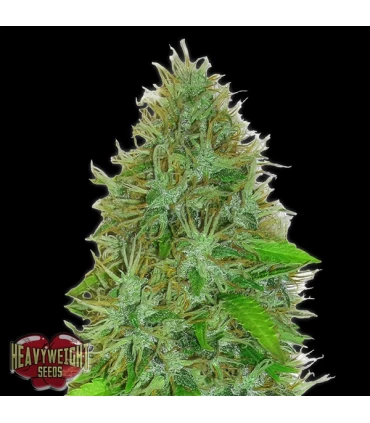 Auto 2 Fast 2 Vast  5 u. fem. Heavyweight Seeds