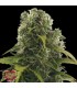 Auto High Density  3 u. fem. Heavyweight Seeds