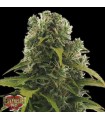 Auto High Density  3 u. fem. Heavyweight Seeds