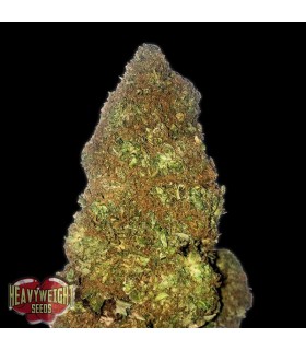 Auto Jackpot  3 u. fem. Heavyweight Seeds
