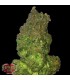 Auto Fruit Punch  3 u. fem. Heavyweight Seeds