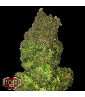 Auto Short & Sweet  5 u. fem. Heavyweight Seeds