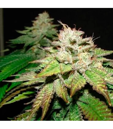 Pre-98 Bubba BX2 - The Cali Connection