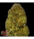 Auto Skunky Monkey 10 u. fem. Heavyweight Seeds