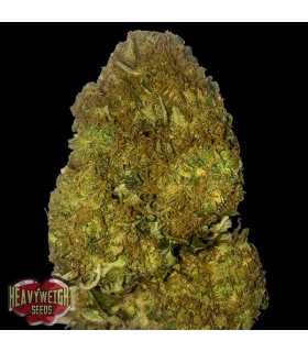 Auto Skunky Monkey 10 u. fem. Heavyweight Seeds