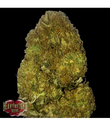 Auto Skunky Monkey 10 u. fem. Heavyweight Seeds
