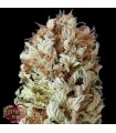 Auto Extreme Impact  3 u. fem. Heavyweight Seeds