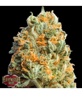 Auto Fully Loaded  3 u. fem. Heavyweight Seeds