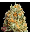 Auto Fully Loaded  5 u. fem. Heavyweight Seeds