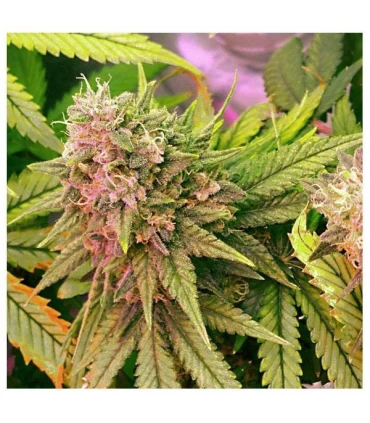 Bubblelicious 10 u. reg. Nirvana