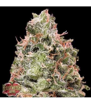 Auto Waist Deep  3 u. fem. Heavyweight Seeds