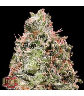 Auto Waist Deep 10 u. fem. Heavyweight Seeds