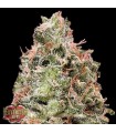 Auto Waist Deep 10 u. fem. Heavyweight Seeds