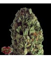 Budzilla  5 u. fem. Heavyweight Seeds