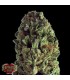Budzilla 10 u. fem. Heavyweight Seeds