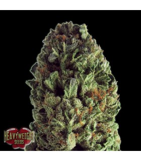 Budzilla 10 u. fem. Heavyweight Seeds